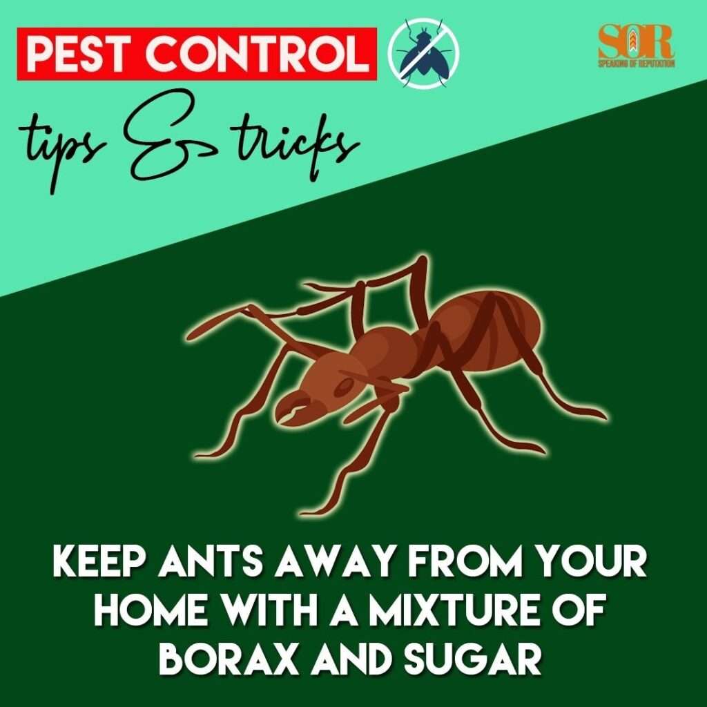 Ant Homeowner Tip